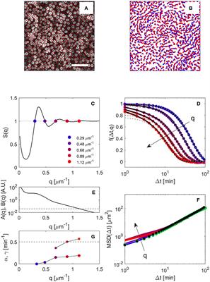 Tracking-Free Determination of Single-Cell Displacements and Division Rates in Confluent Monolayers